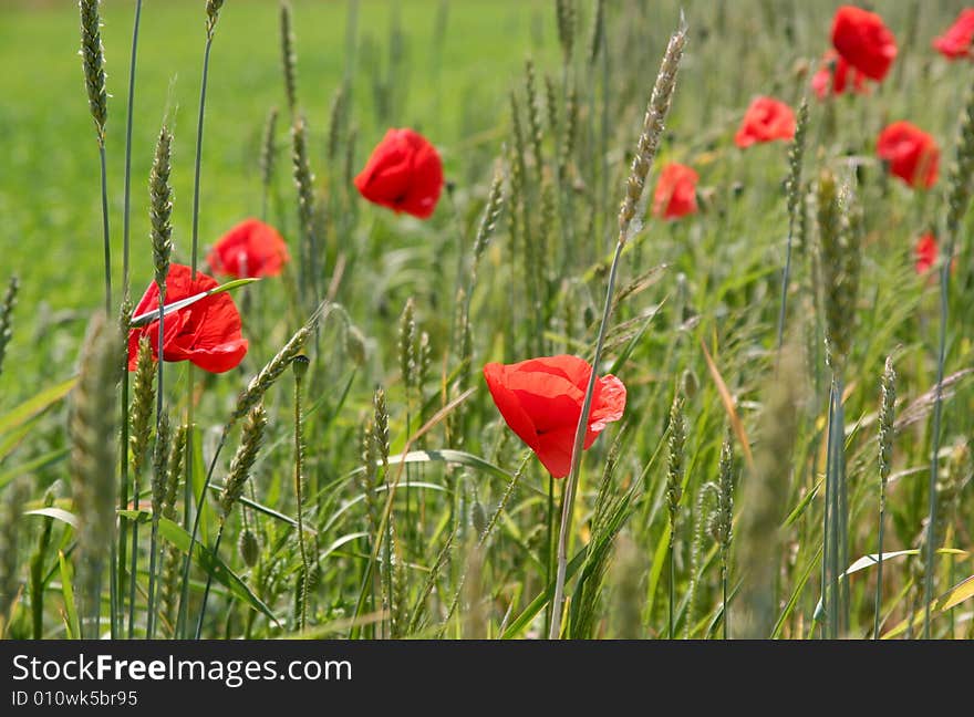 Red poppies and  green field