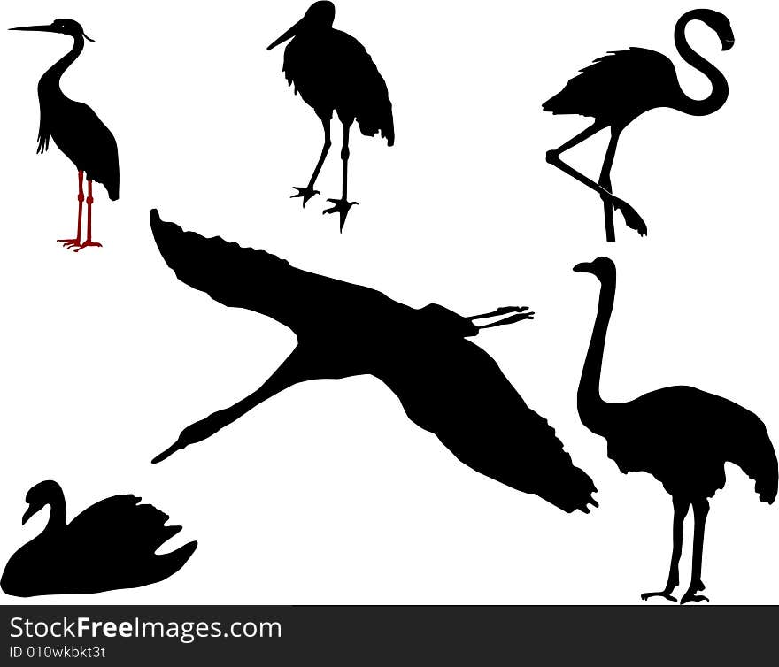 Vector illustrations black silhouettes birds on white