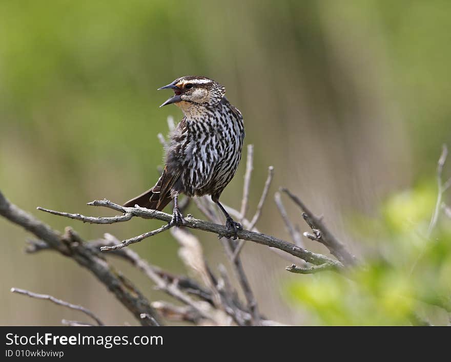 Female Red winged blackbird singing while perched on branch