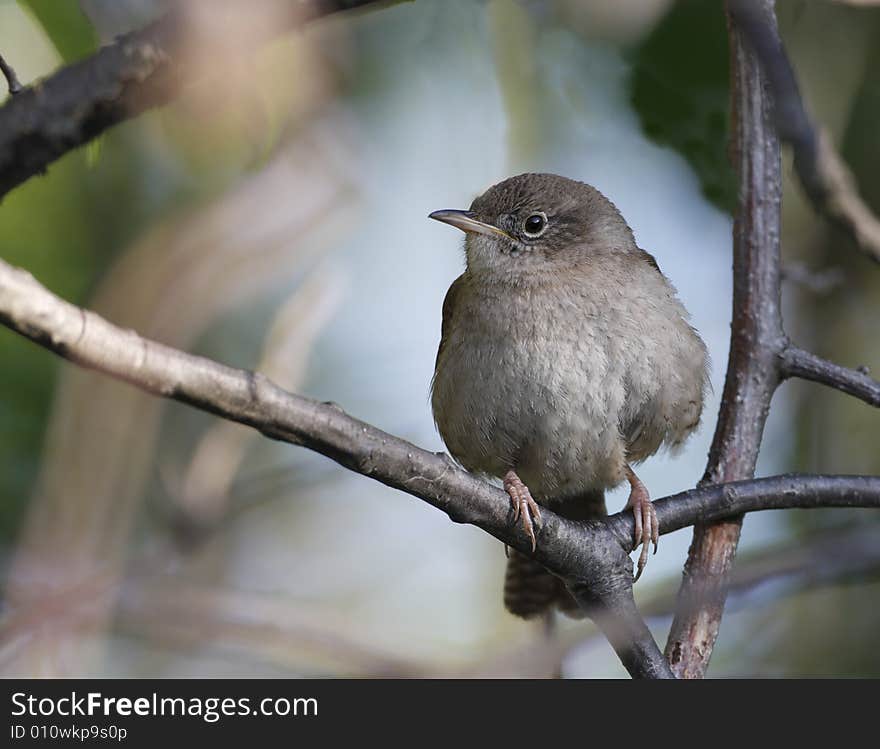 House wren(troglodytes aedon) perched on branch