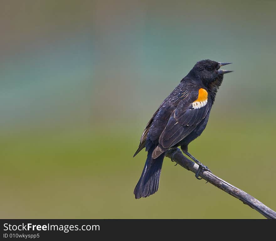 Red winged blackbird (Agelaius phoeniceus) singing on branch