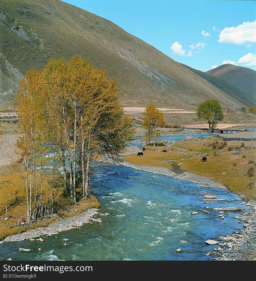 Idyllic scene in the meadow, nature landscape.