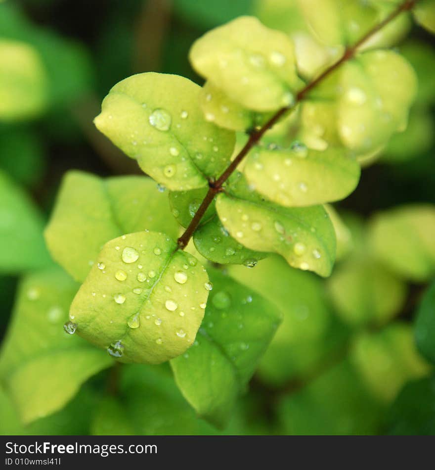 Green leafs with small rain drops in the garden. Green leafs with small rain drops in the garden