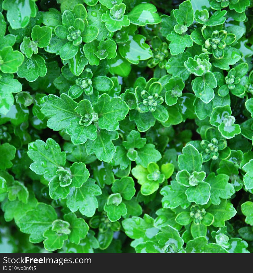 Green flowers in the garden