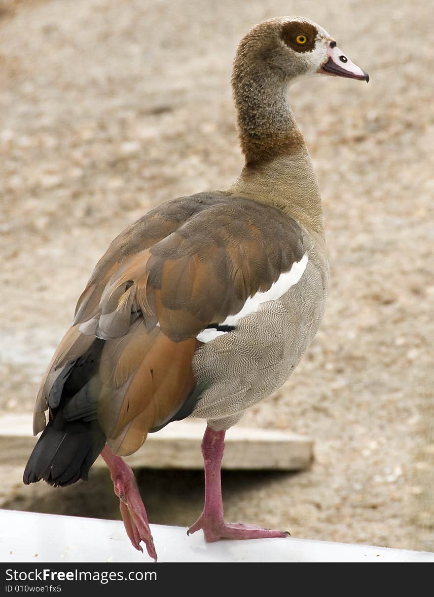 Egyptian Goose on one foot.