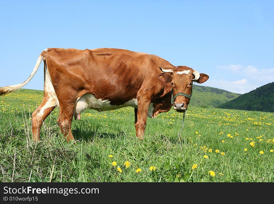 A cow in a pasture. The cow is looking towards the photographer. A cow in a pasture. The cow is looking towards the photographer.