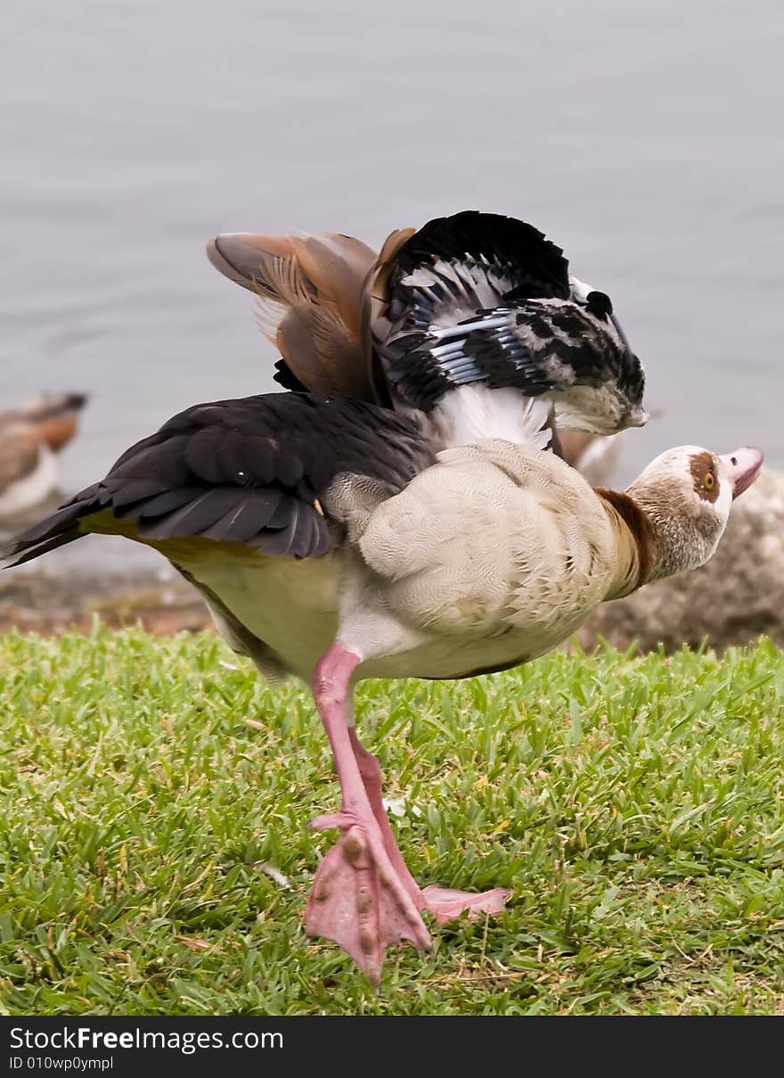 An Egyptian Goose stretching