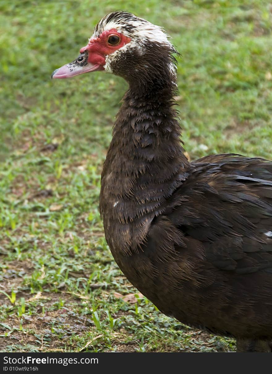 A Muscovy duck female