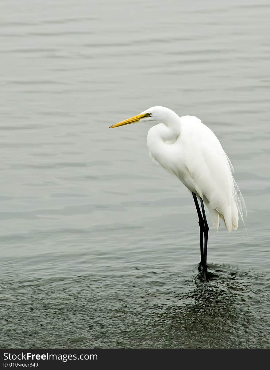 A great white egret