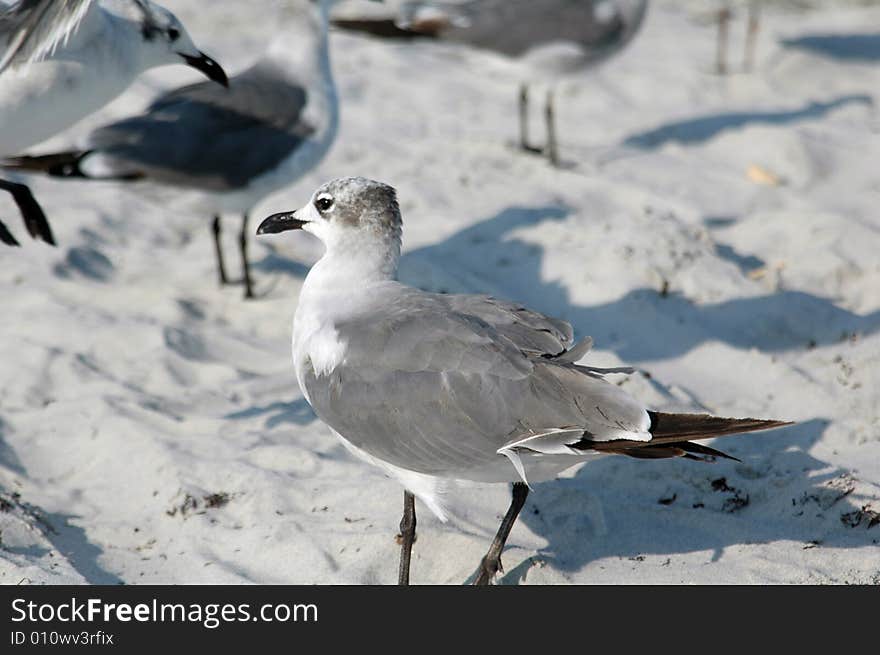 Beutiful Seagulls on the beach. Beutiful Seagulls on the beach
