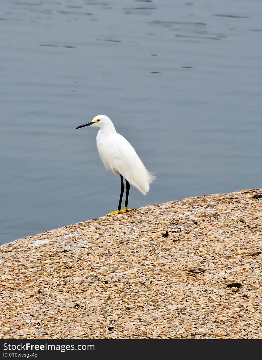 A Snowy Egret