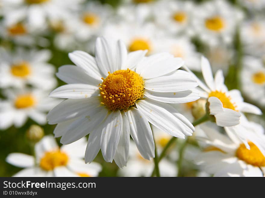 White daisy background