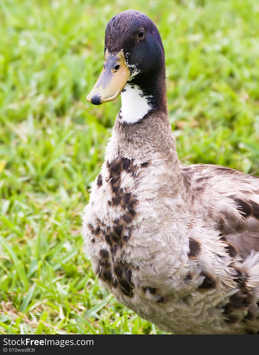 A closeup of a duck on the grass.