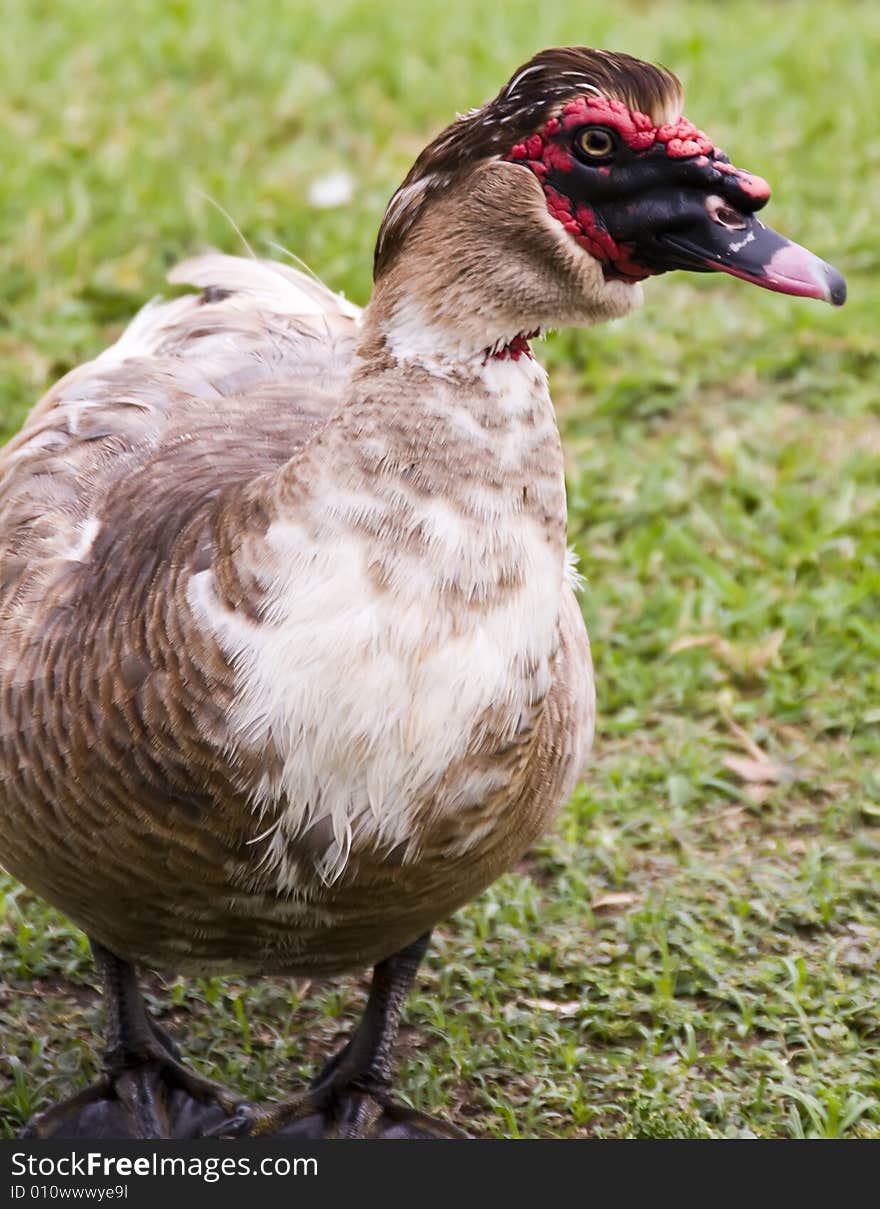 Closeup Of A Muscovy Duck.