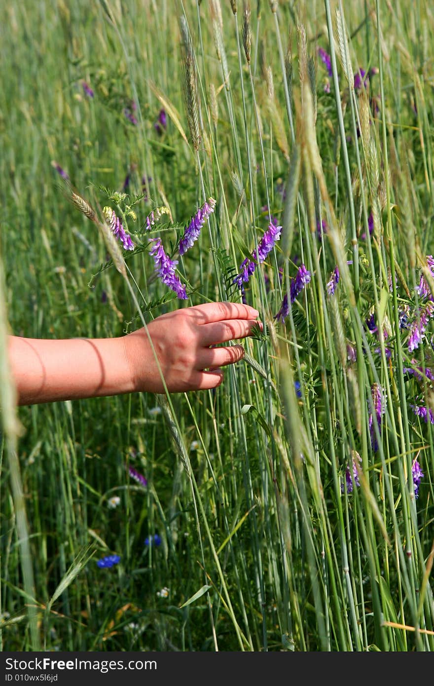 Male Hand Touching Wildflowers