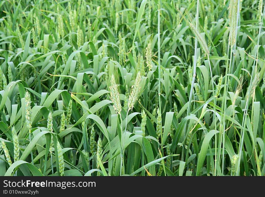 Background Of Green Field