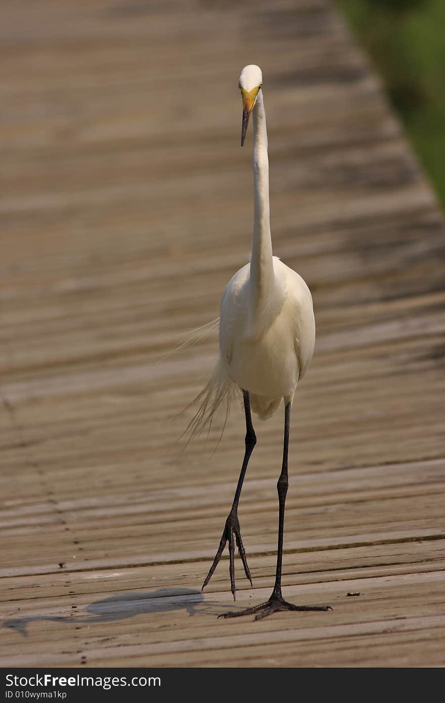 Great Egret (ardea alba)in the marsh area on the atlantic in Long island