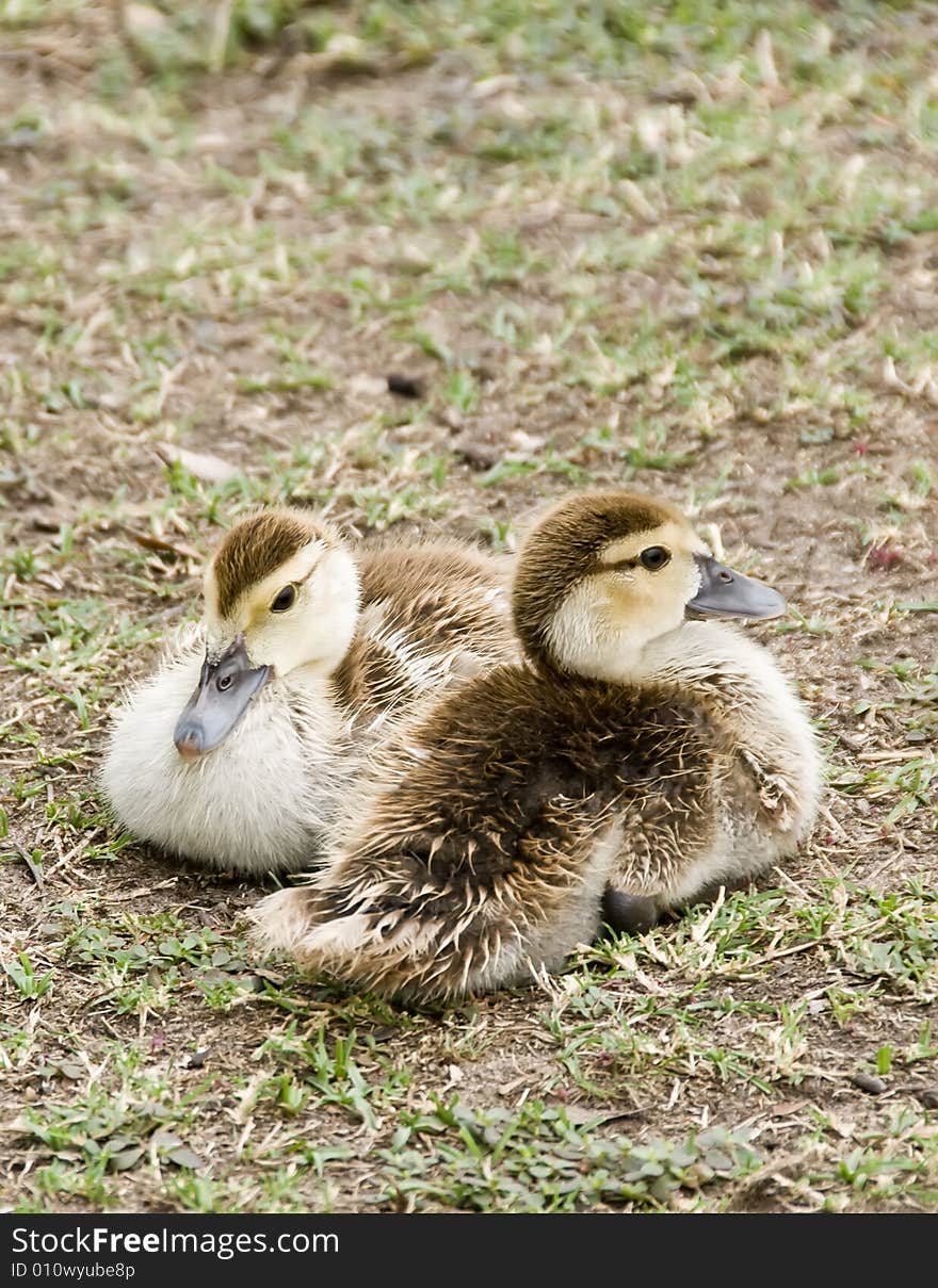 A pair of baby ducklings.