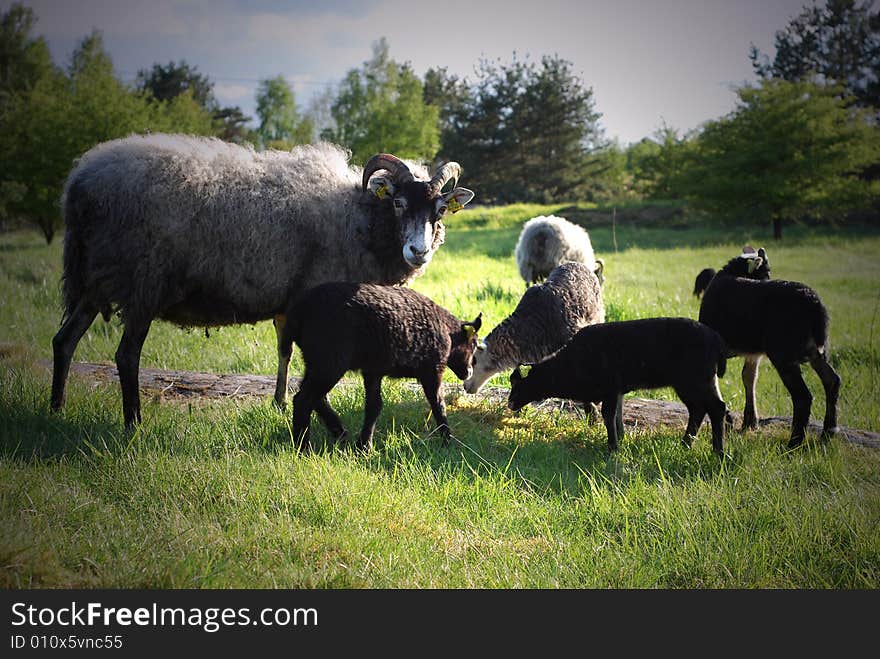 Animals in the summer sun. Animals in the summer sun.