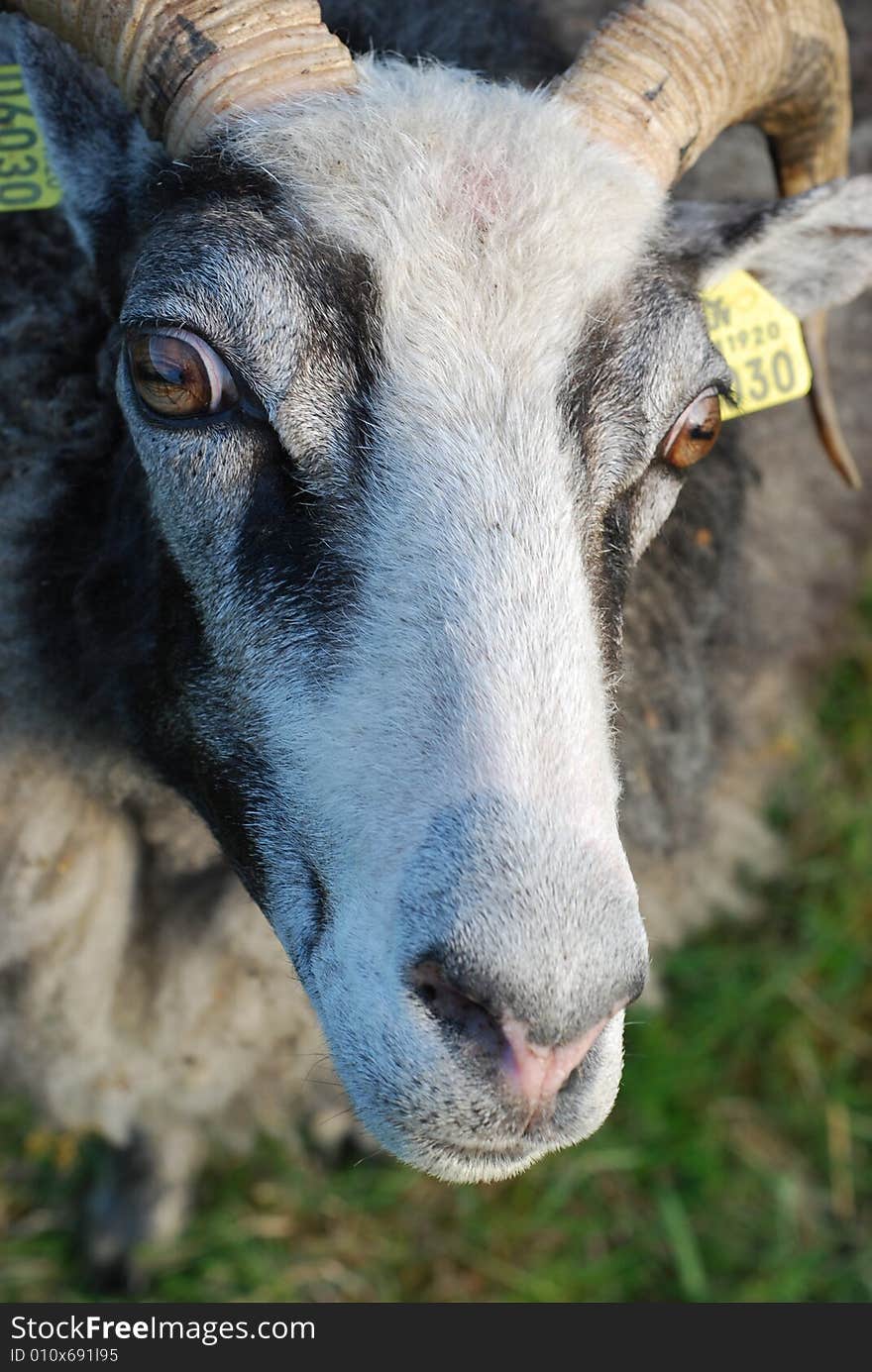 A sheep staring into the camera. A sheep staring into the camera