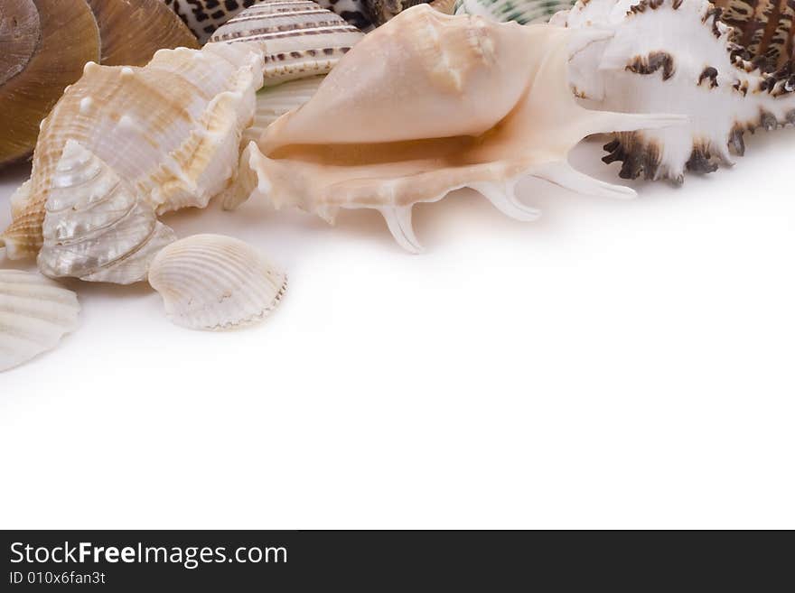 Various seashells on white background