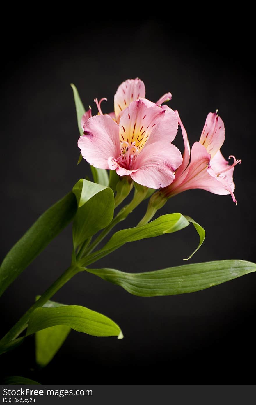 Alstroemeria