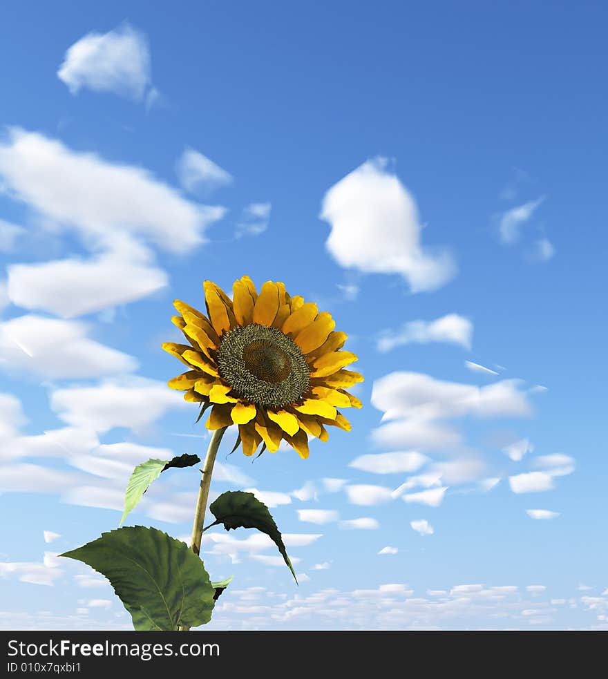 Beautiful white clouds and sunflower