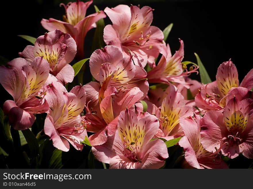 Alstroemeria