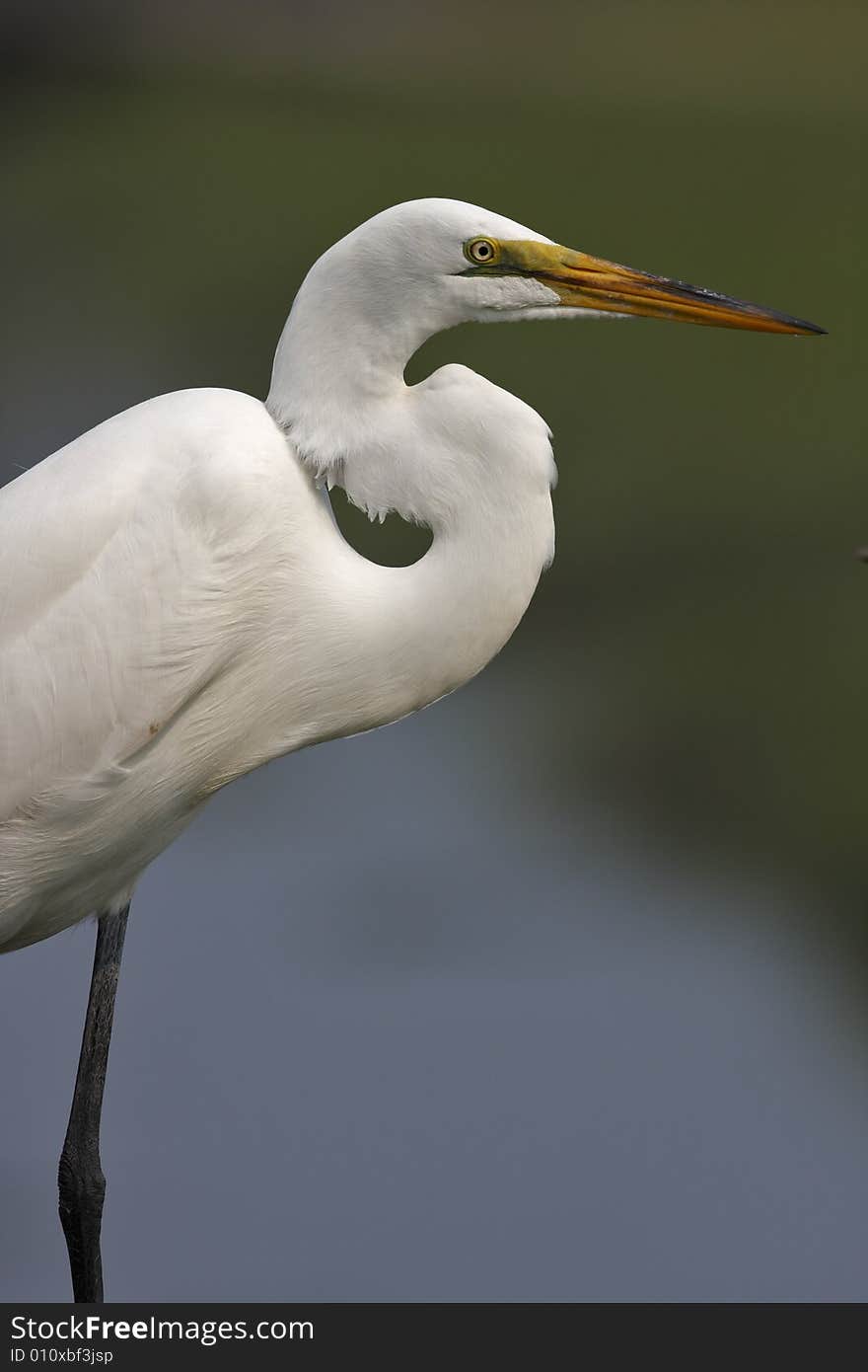 Great Egret (ardea alba)