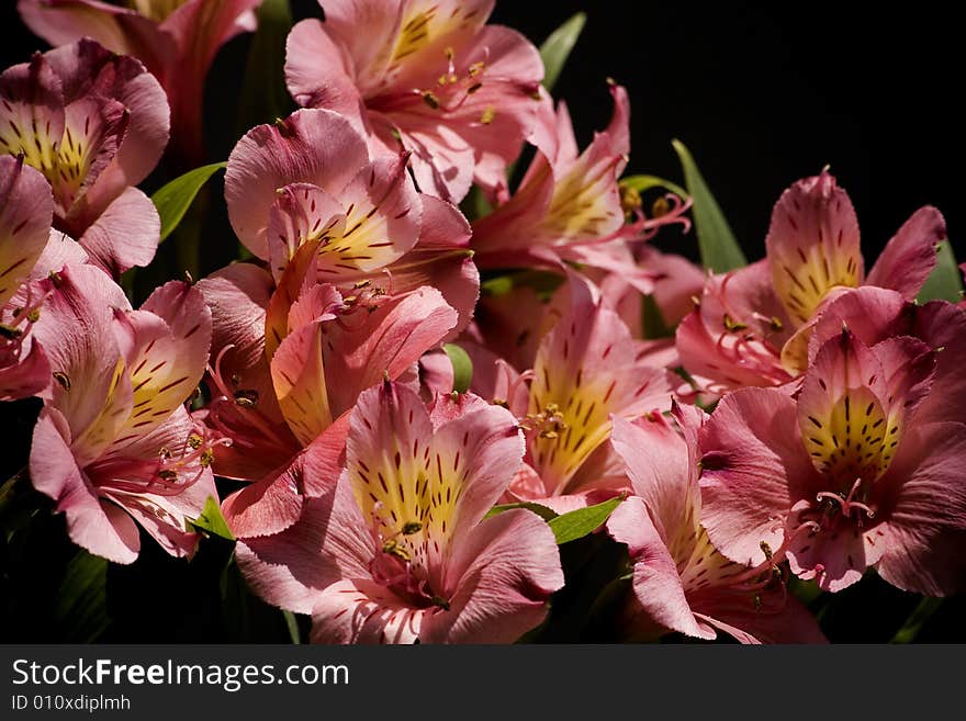 Alstroemeria