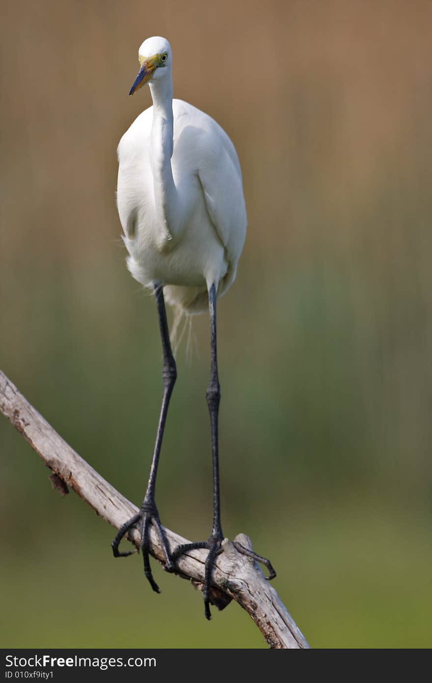 Great Egret (ardea alba)in the marsh area on the atlantic in Long island