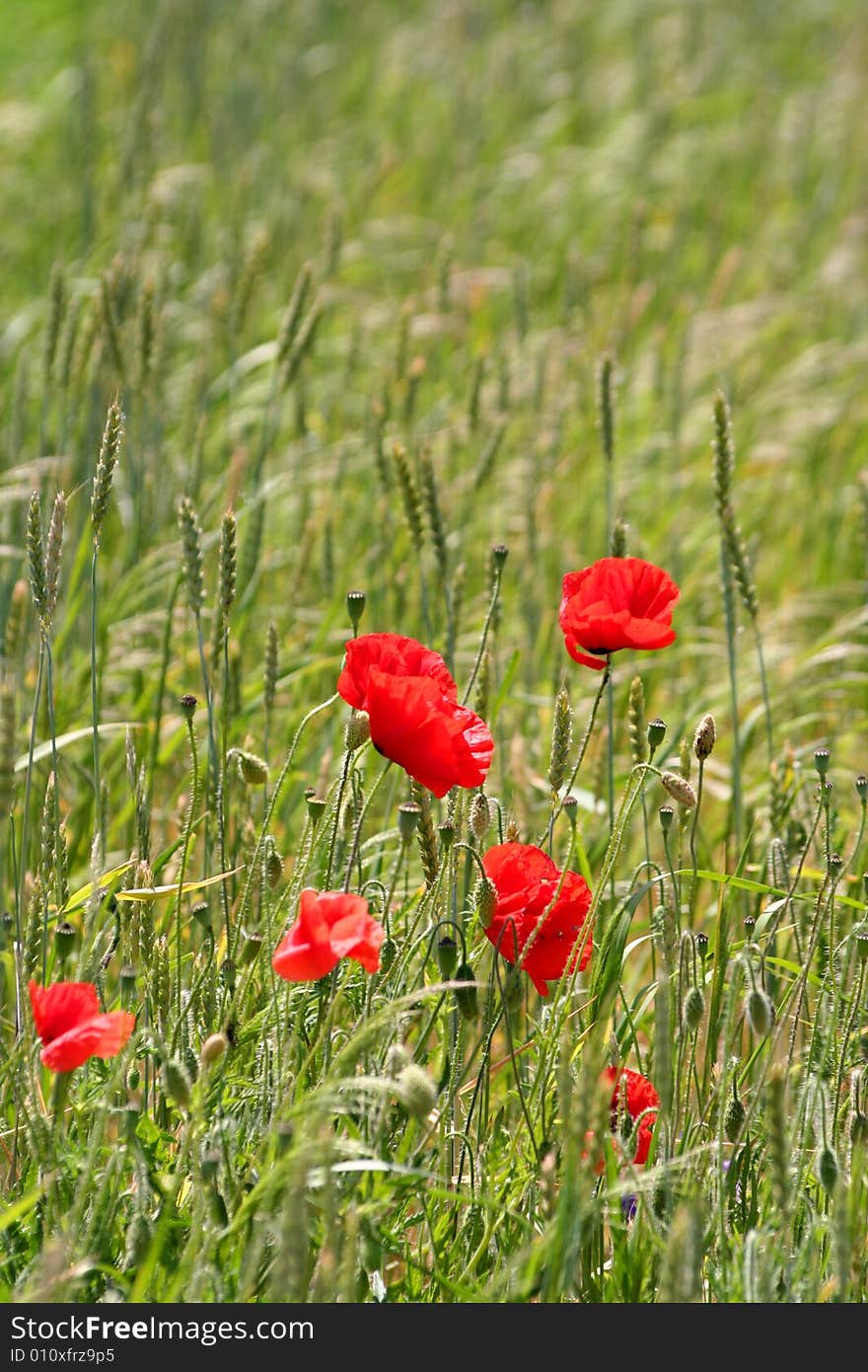 Red Poppies And  Green Field