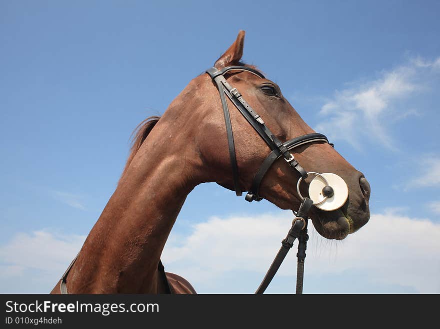 Large portrait of a horse against the sky