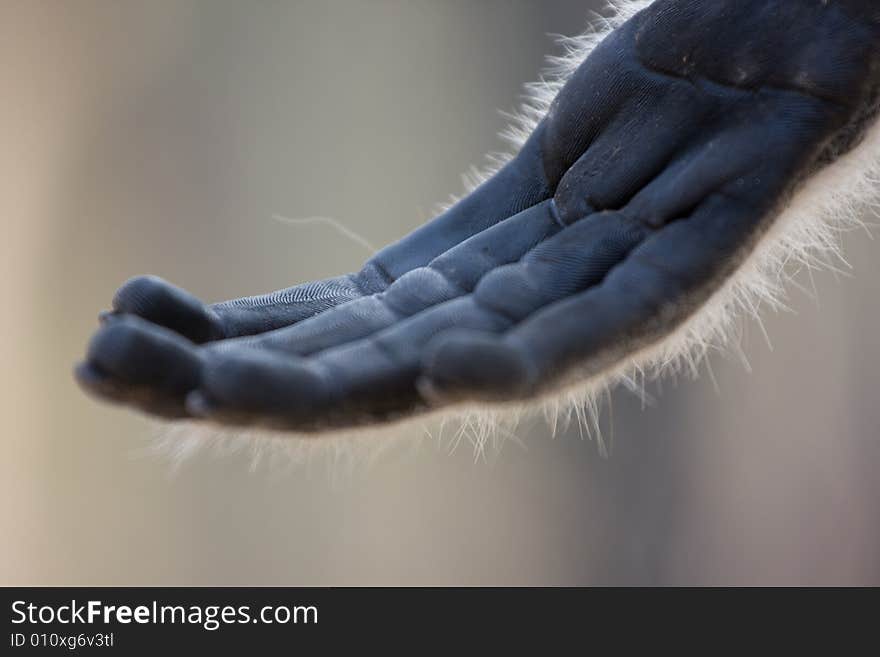 Close up of a mokeys hand. Close up of a mokeys hand