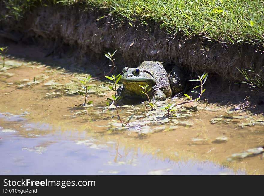 A big Bull Frog on the edge of a pond.