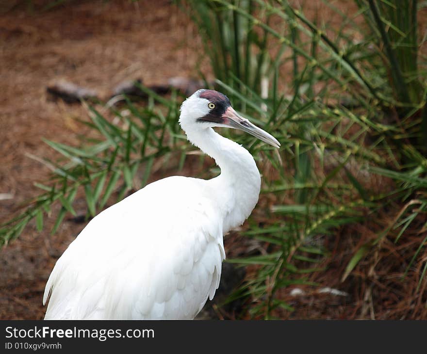 Photo of a stork's head and neck