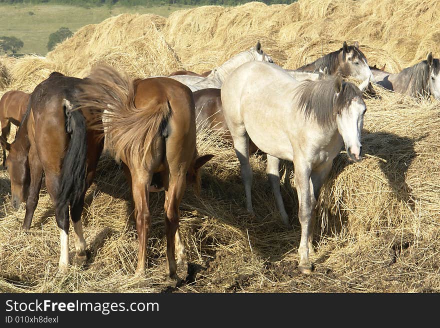 Horses on a pasture in  summer