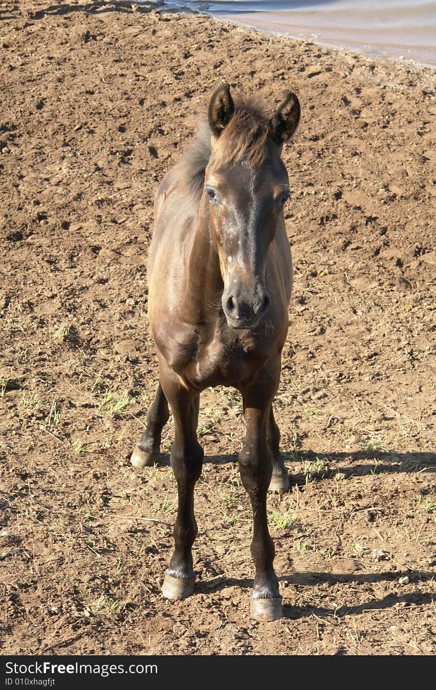 Horses