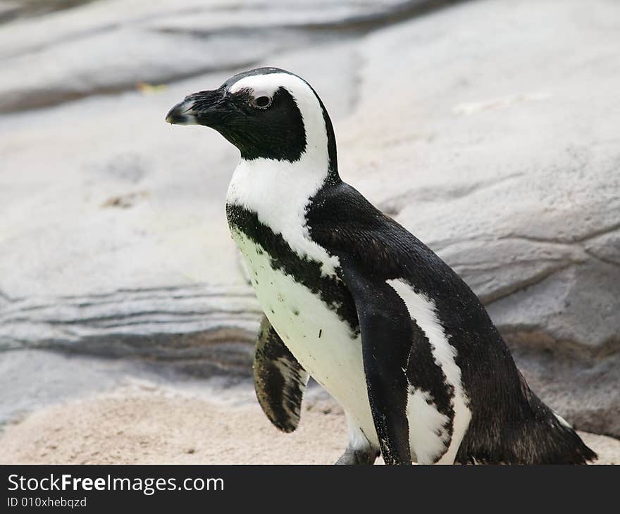 African Penguin 3