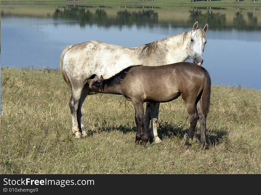 Horses on a pasture in summer