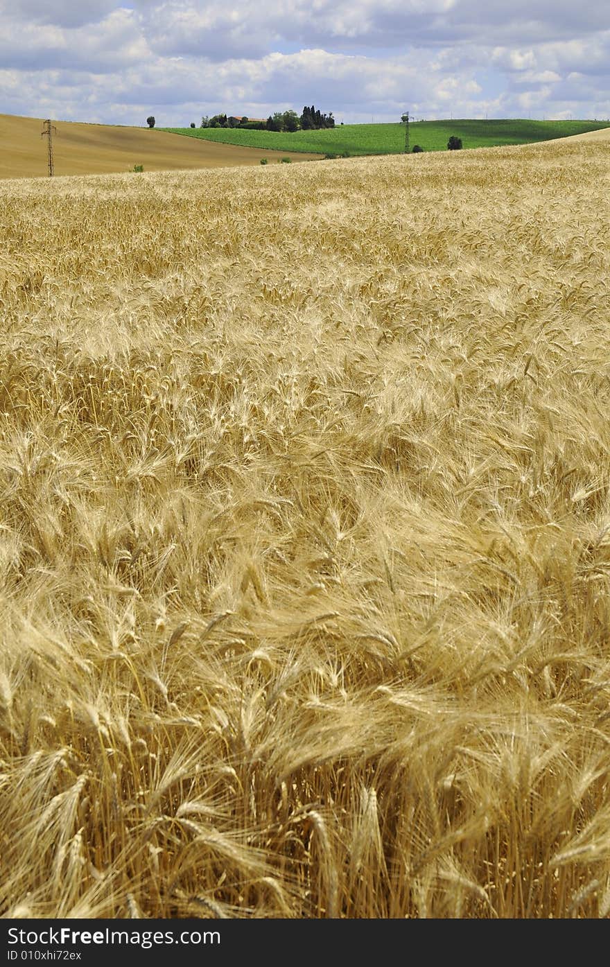 Field of cereal in summer