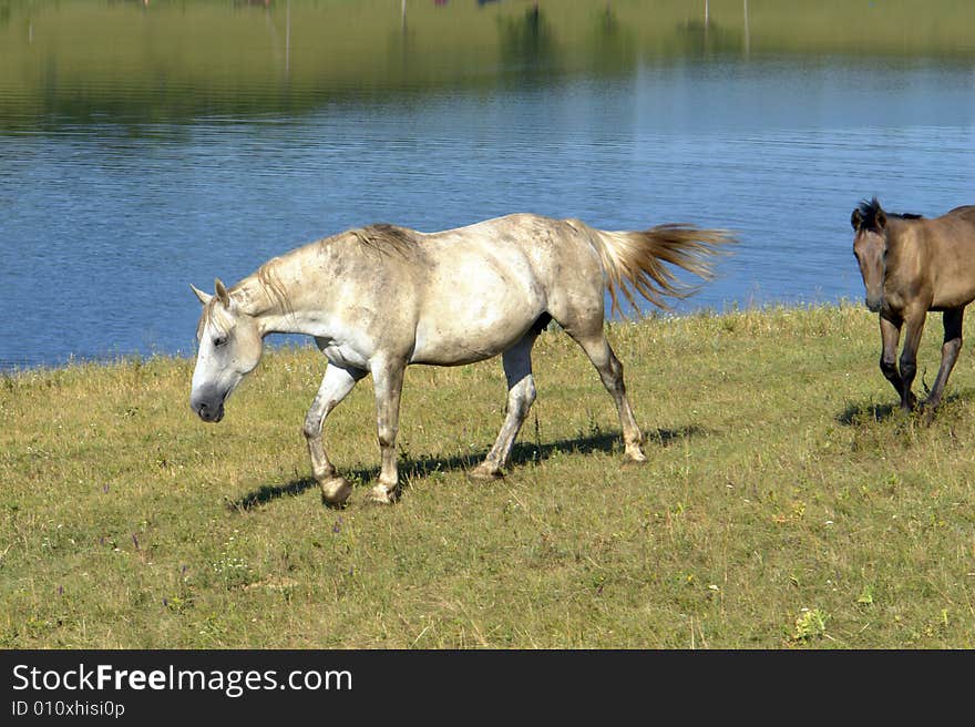 Horses on a pasture in  summer