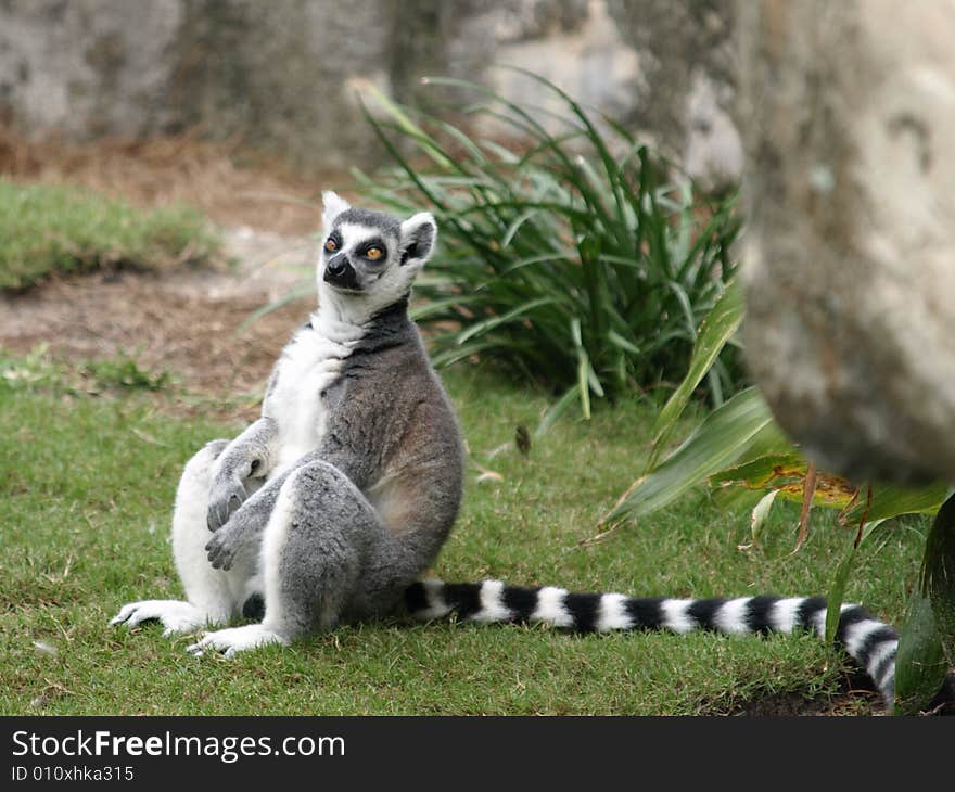 Photo of a striped Lemur