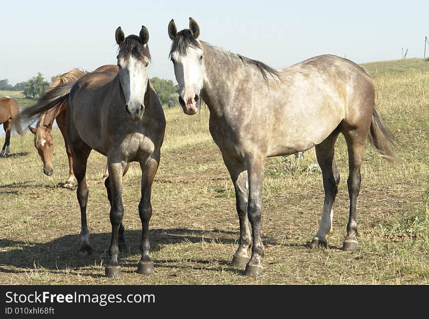 Horses on a pasture in  summer