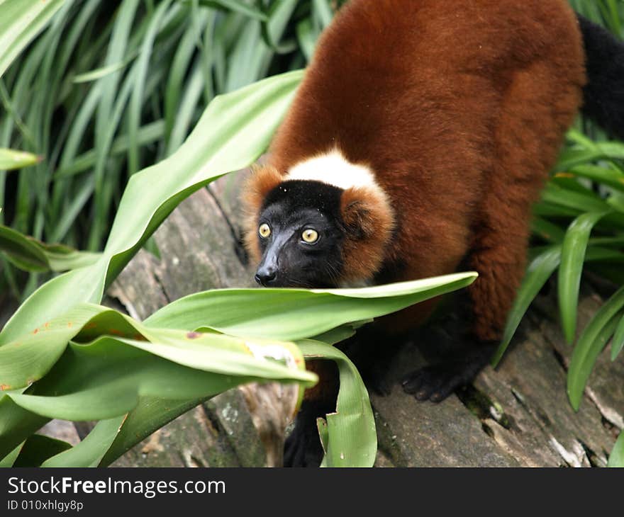 Photo of a grown Lemur 1. Photo of a grown Lemur 1