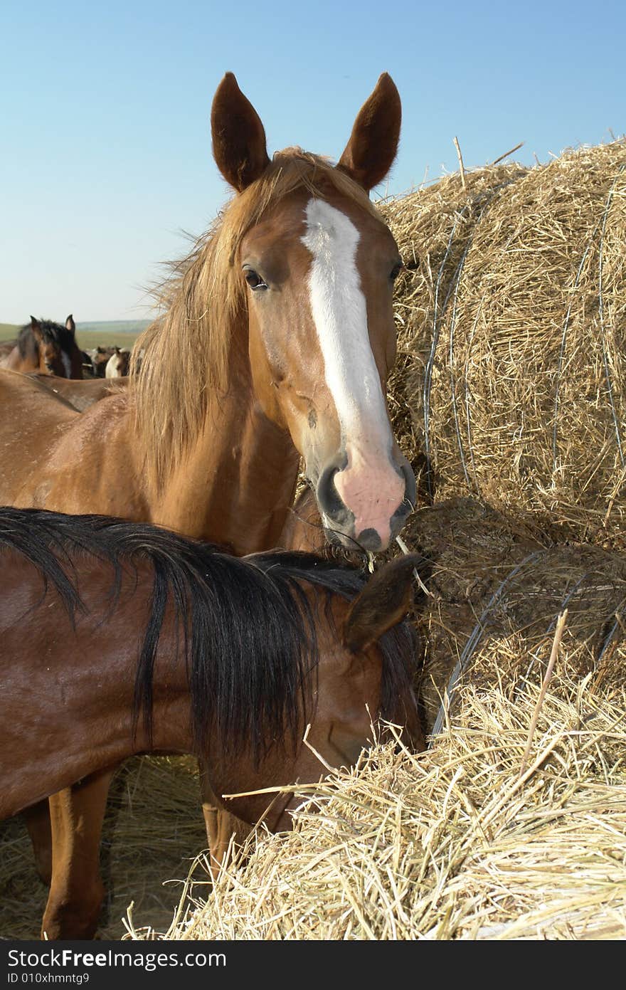 Horses on a pasture in  summer