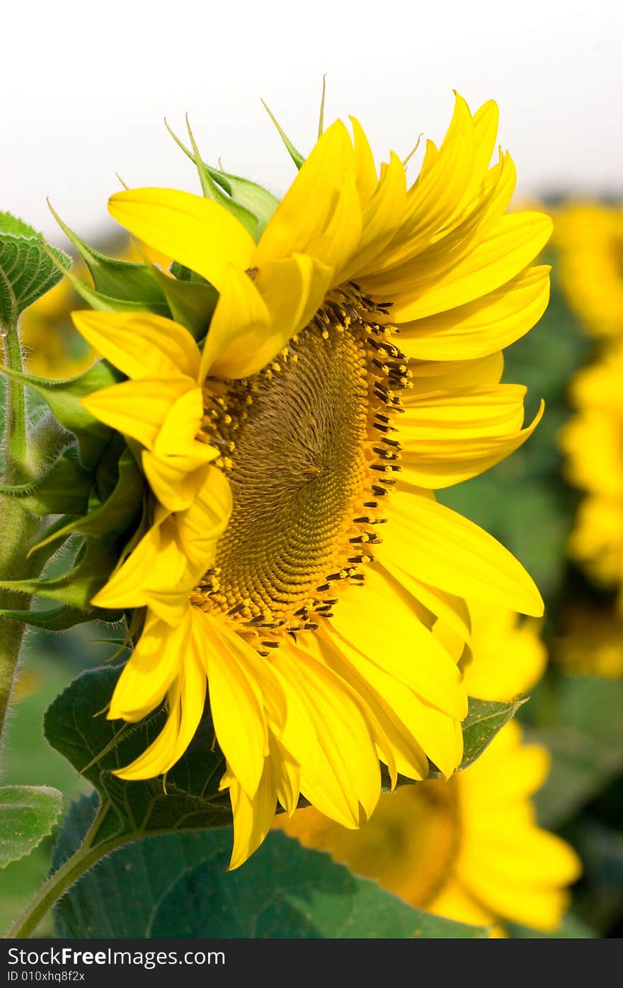 Shot of sunflower with yellow leaf