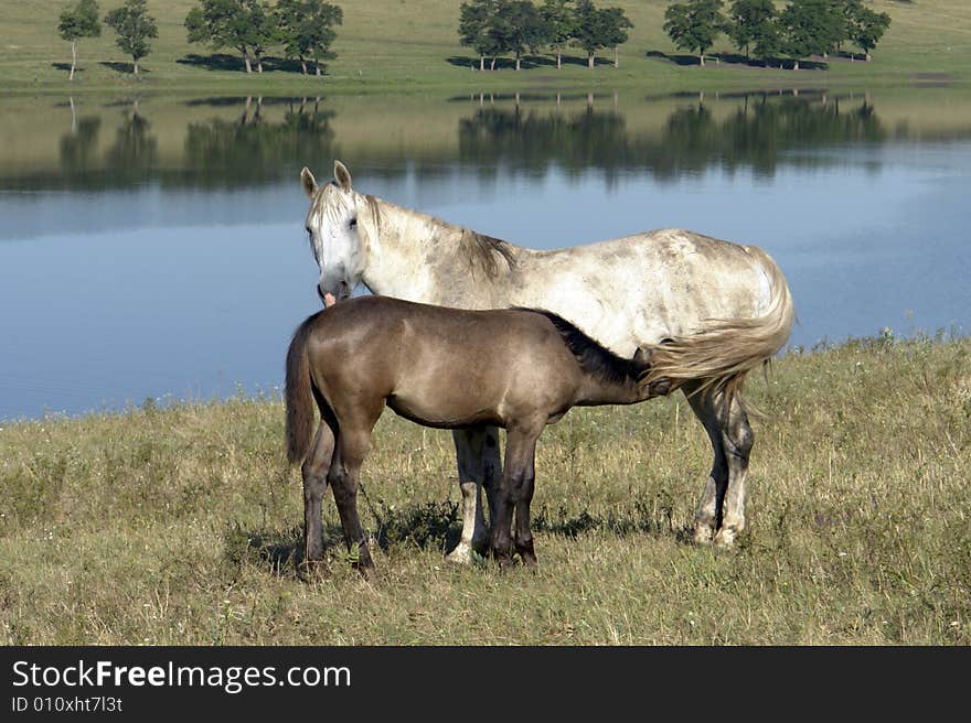 Horses on a pasture in  summer