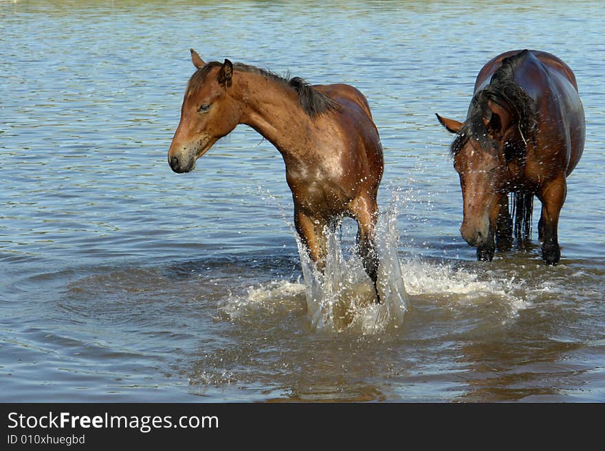 Horses on a pasture in  summer