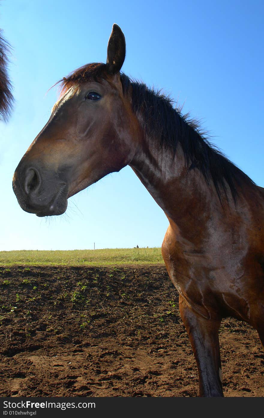 Horses on a pasture in summer